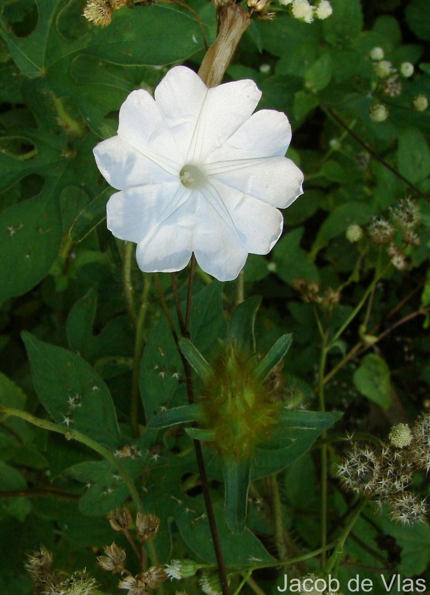 Ipomoea pes-tigridis L.